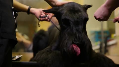 In the beauty salon for dogs, two women groomers prepare the dog for the resource