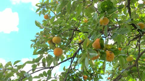 Blue sky persimmon tree