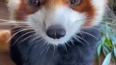 Red Pandas are so cute