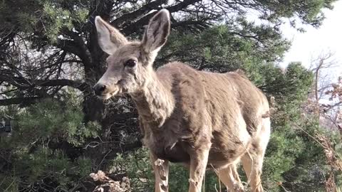 Best animals shorts shotvideo