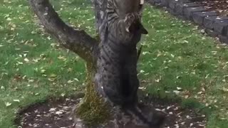 Overweight kitty struggles to climb up tree