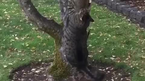 Overweight kitty struggles to climb up tree