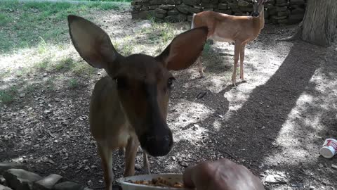 Woman Is Training a Young Deer (a buck!) to Eat From a Cup