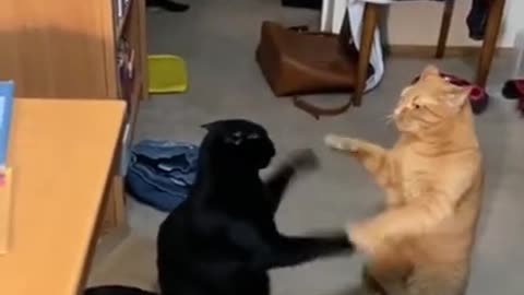 top funny cats videos 2022.