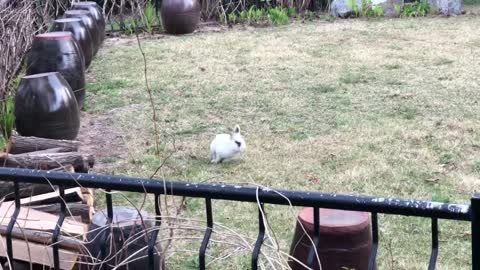 A cute rabbit is running on the grass.