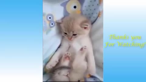 Cute cats and funny dogs video compilation.