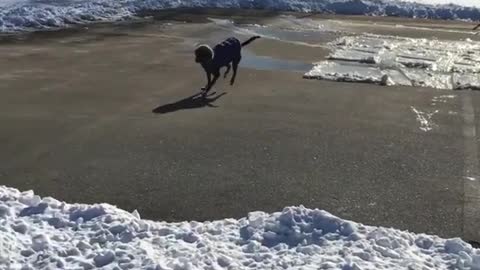 Collab copyright protection - black dog sliding on ice
