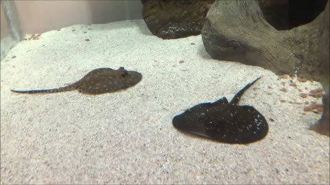 Stingrays in Aquarium
