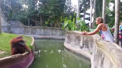 Man Tosses Treat At An Orangutan. What Happens Next Has Everyone In Disbelief