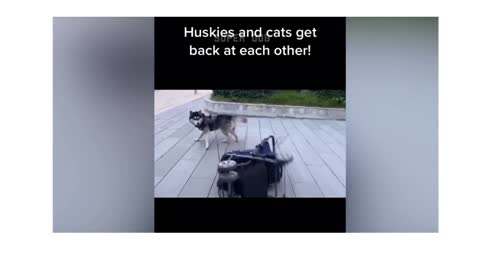 Dog Gets Revenge On Cat😂😂🤣