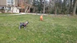 Dagr The Schanuzer - puppy chase