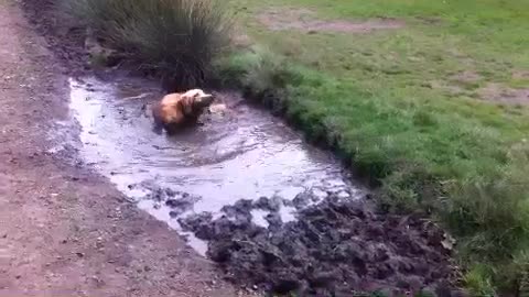 Muddy dog