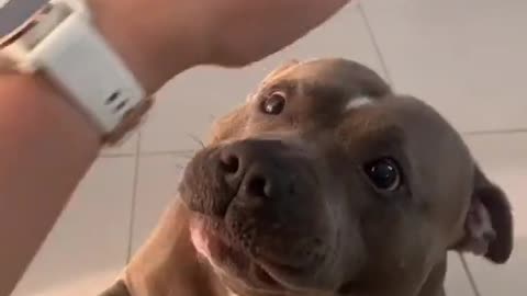 See what the dog will do if you pretend to pat and then stop. See the reaction