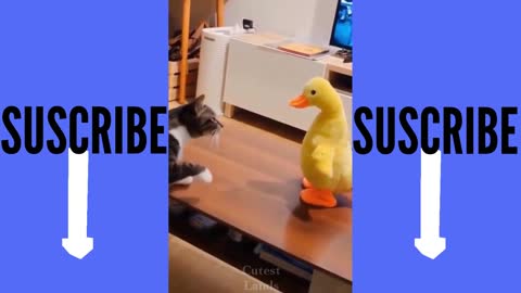 Gatito jugando con un pato