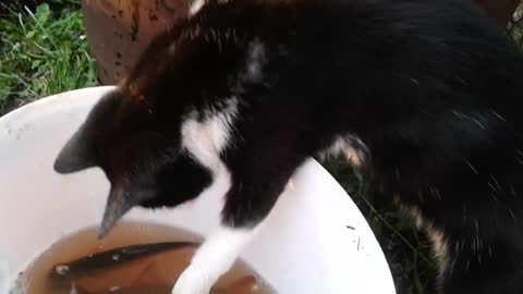 Cat catches fish from a bucket