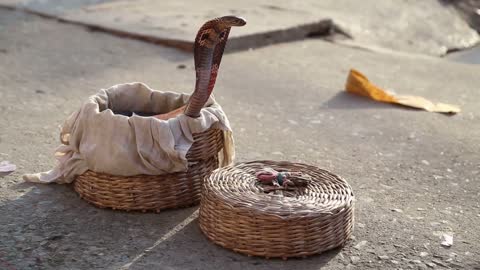 Snake coming out from a basket at street in Varanasi