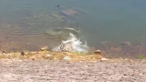 crocodile takes dog under water