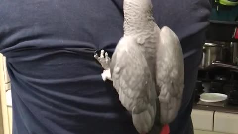 Bird backpack or back attack?