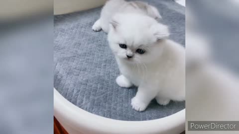 Cute cat video very lovely 😍😍😍❤❤😻🐱