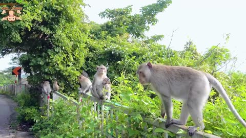 4K Quality Animal Footage - Viral Monkey
