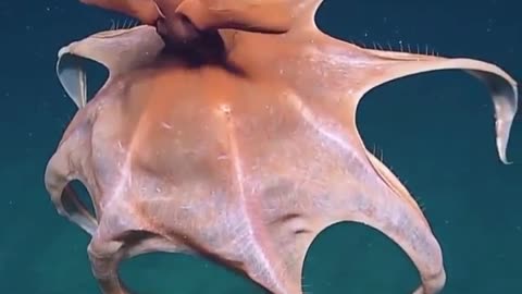 The beauty of the Ocean... Elegant Octopus