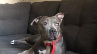 Grey dog on couch looks over at owner camera pans over to black lady on phone