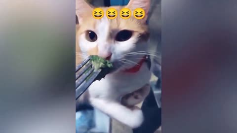 Cat 😺 funny moments