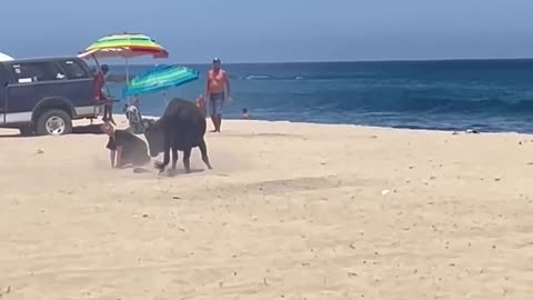Bull attacks person on Mexican beach as onlookers scream