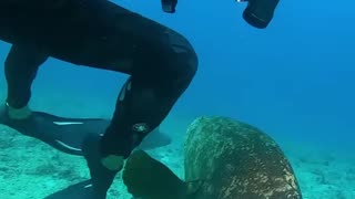 A scuba diver is defending his lobster from a hungry goliath grouper!