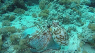 Octopus shows off mind-blowing camouflaging techniques
