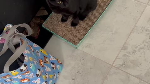Adopting a Cat from a Shelter Vlog - Precious Piper Loves to Sit on Her Scratching Pad #shorts