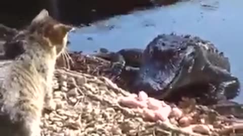 cat against crocodile