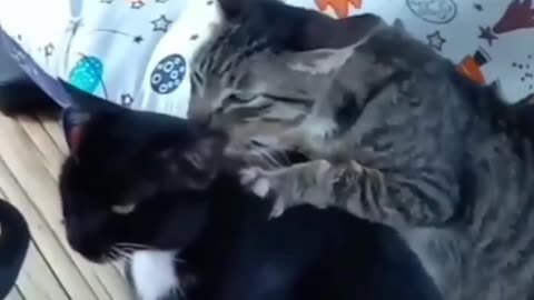Black Male Cat being massaged by Female Striped Cat