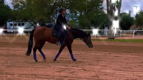 Horse Training 🐎 😍
