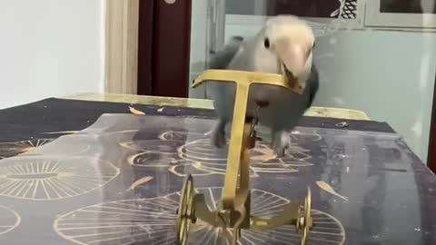 Bird playing Basketball