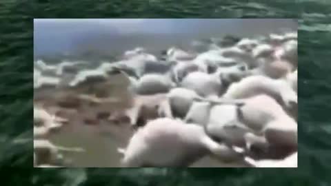 HUNDREDS OF SHEEP JUST FALL OVER DEAD... HE IS NOT BUYING IT AND I AM NOT EITHER