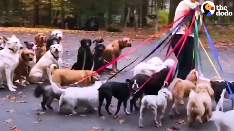 Professional Dog Walker Teaches Pack Of Dogs How To Perfectly Behave On Walks