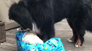 Black dog opens blue present and pulls out toy bear