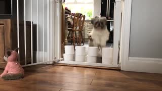 Pups Take a Leap over TP