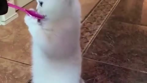 Funny cat shots viral video