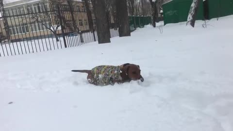 Dachshund deep in the snow