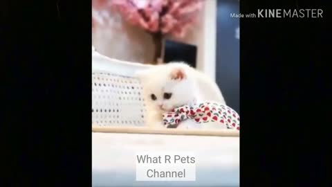 funny cat videos too cute #9