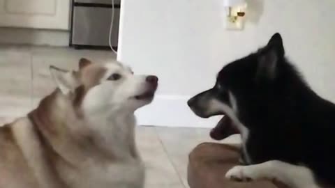 Two huskies are howling a new song