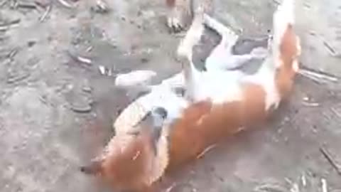 Two dogs, they are funny fight
