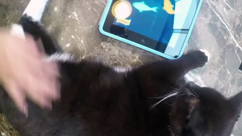 Cats playing with iPad <3