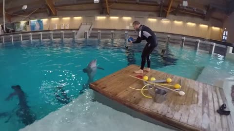 Training a dolphin differently