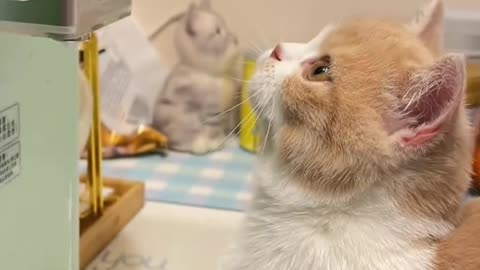 The cat is thirsty and looks for water to drink when he sees the water dispenser