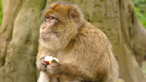 Monkey Eating An Apple