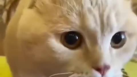 What is the language this cat speaks?