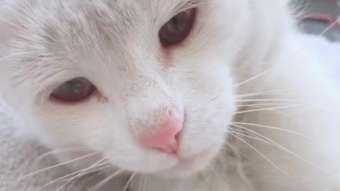 A white cat with a melancholy eye
